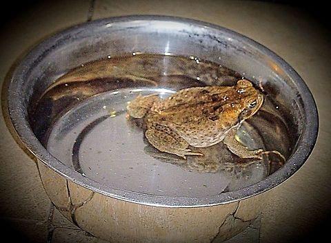 Cane‑toad proofing outdoor pet enclosures, aviaries and chicken coops