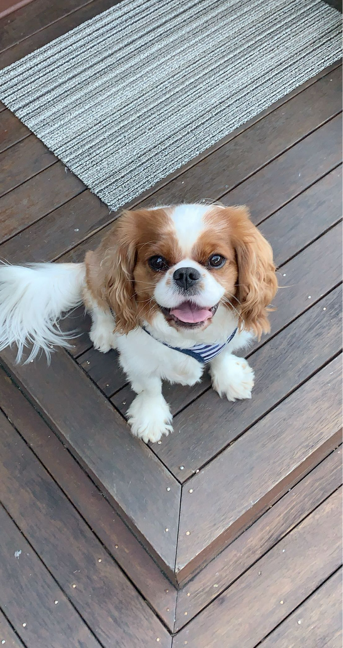 Billy — In loving memory