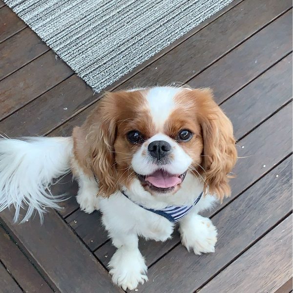 Billy, the dog we lost to a cane toad