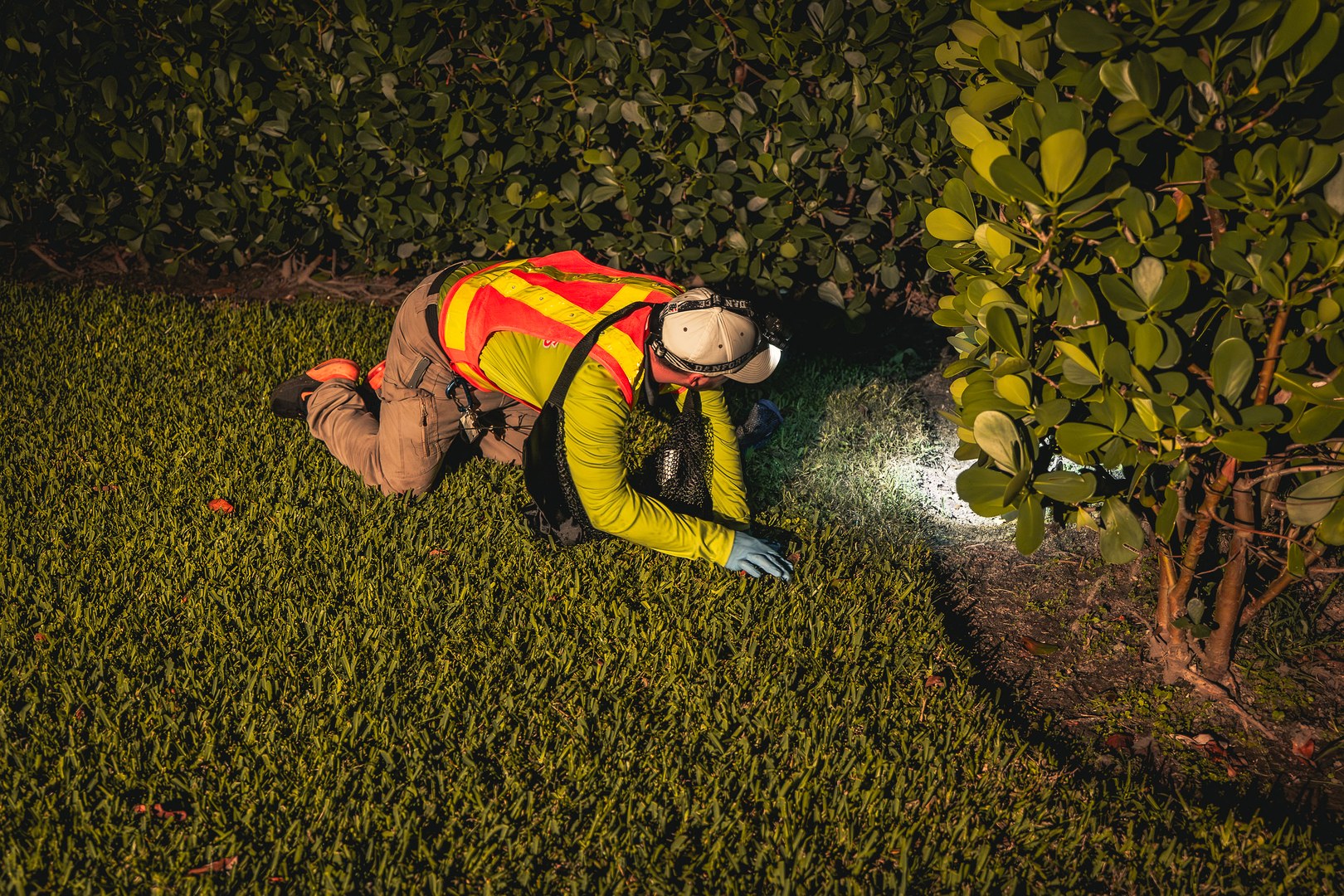 Professional cane toad property inspection