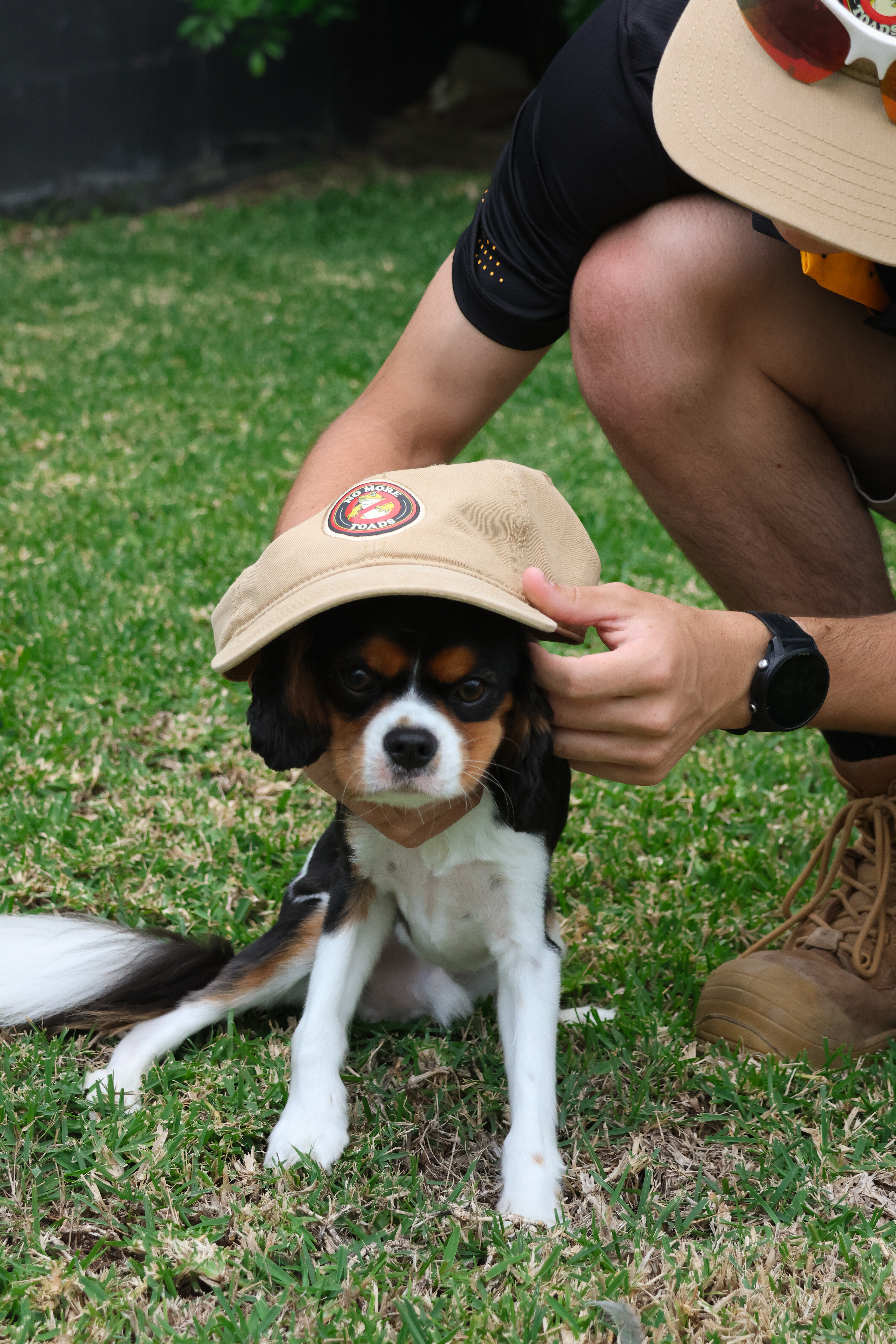 The unofficial No More Toads mascot — Cavalier King Charles Spaniel wearing an NMT cap