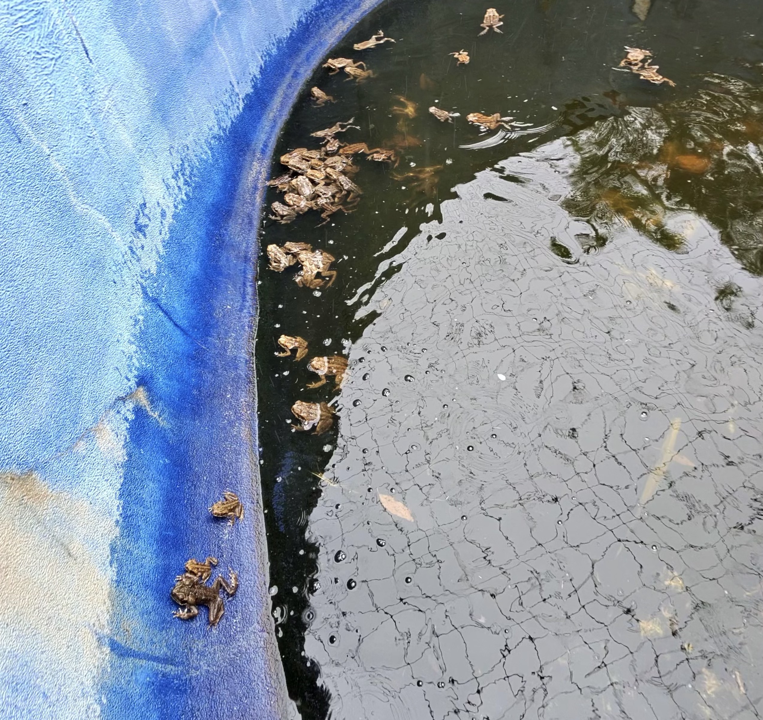 Hundreds of baby cane toadlets piled along the waterline of a neglected blue backyard pool
