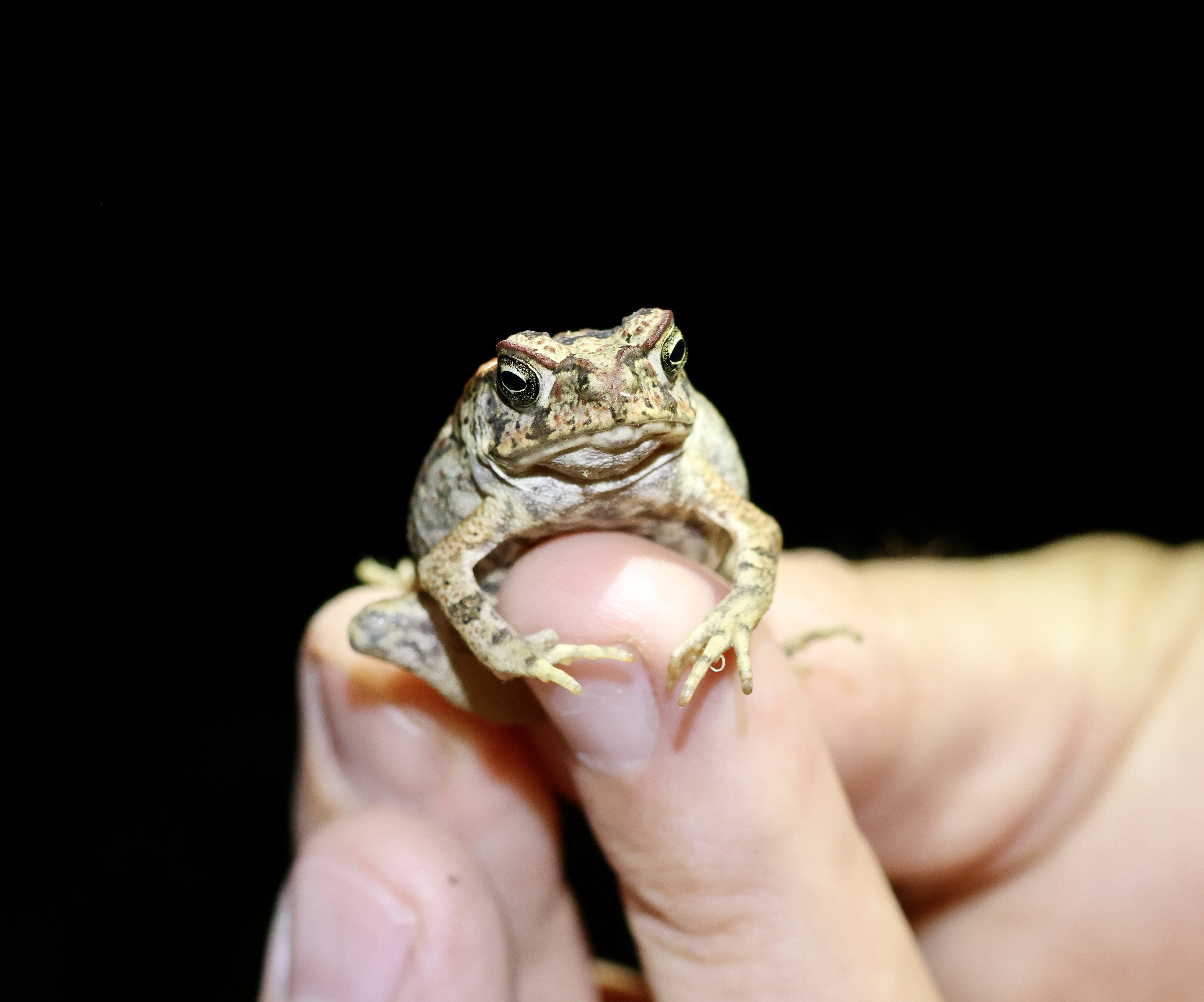 Why Baby Cane Toads Appear After Rain — And What to Do About It