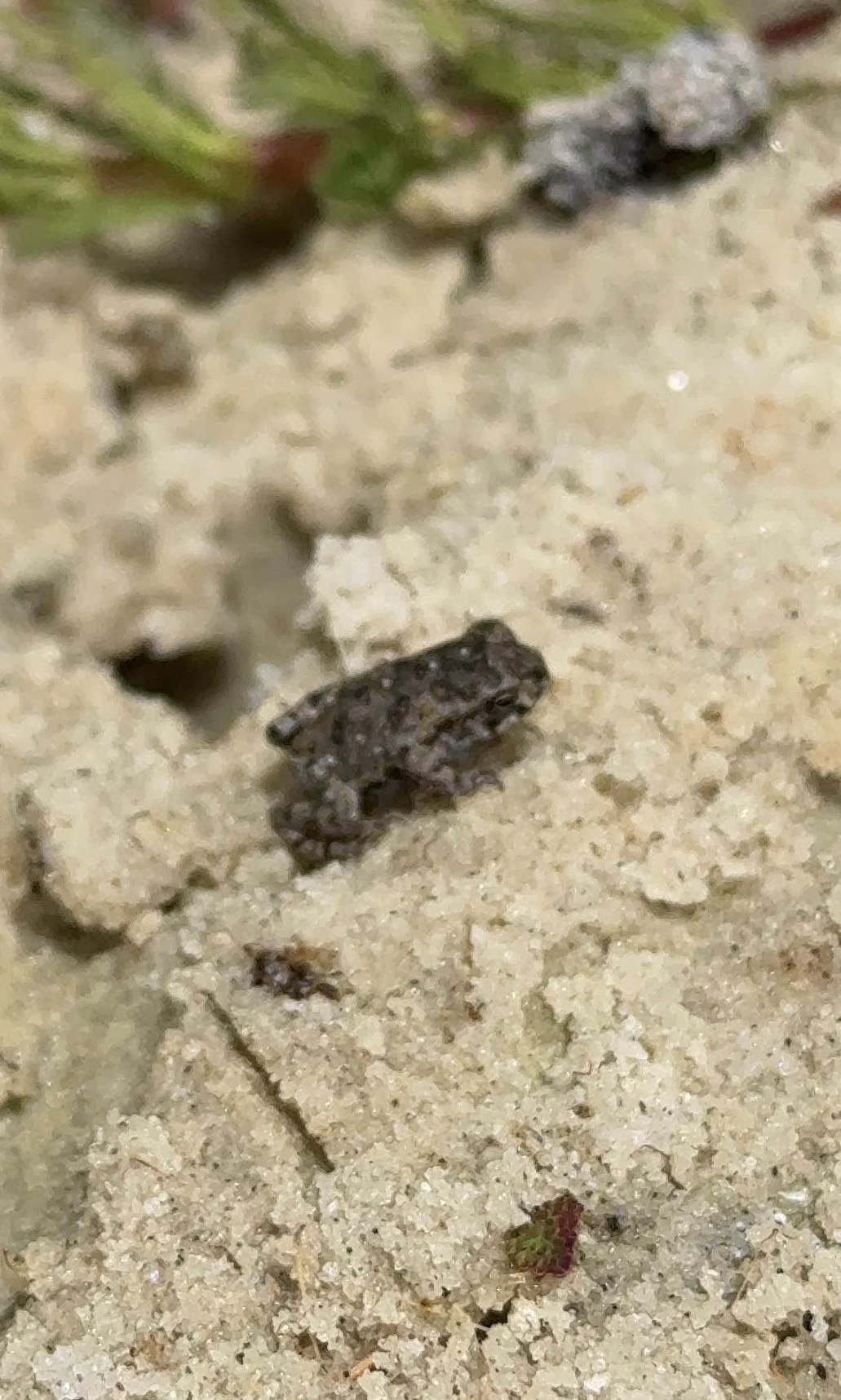 Are Baby Cane Toads Dangerous for Dogs? What Every Pet Owner Needs to Know