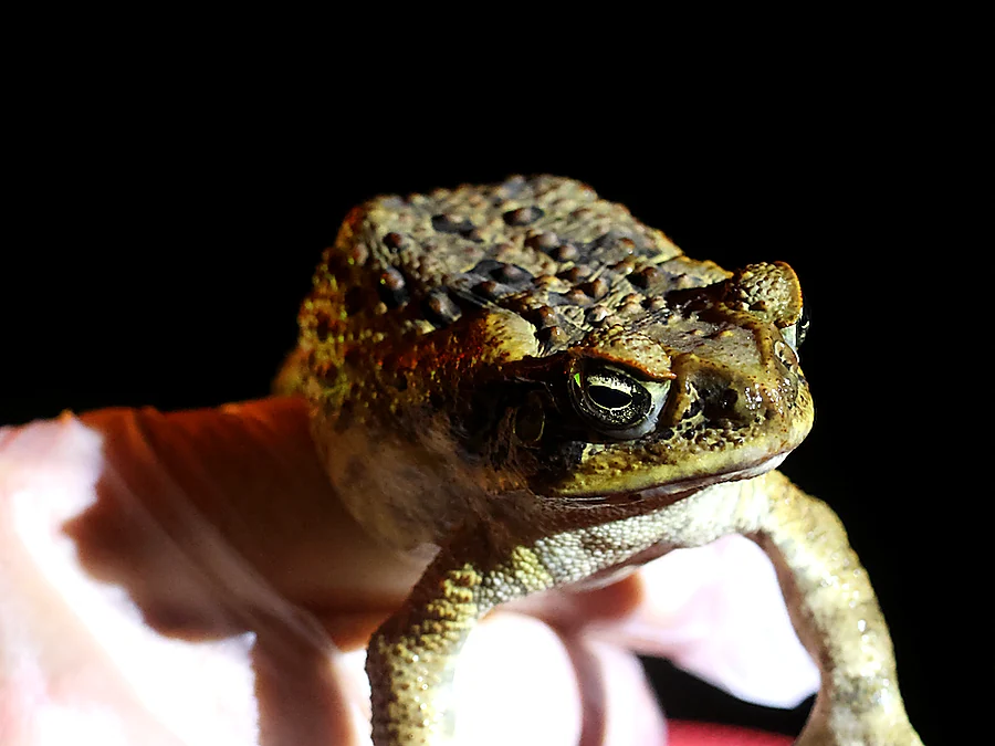 Cane Toad Removal