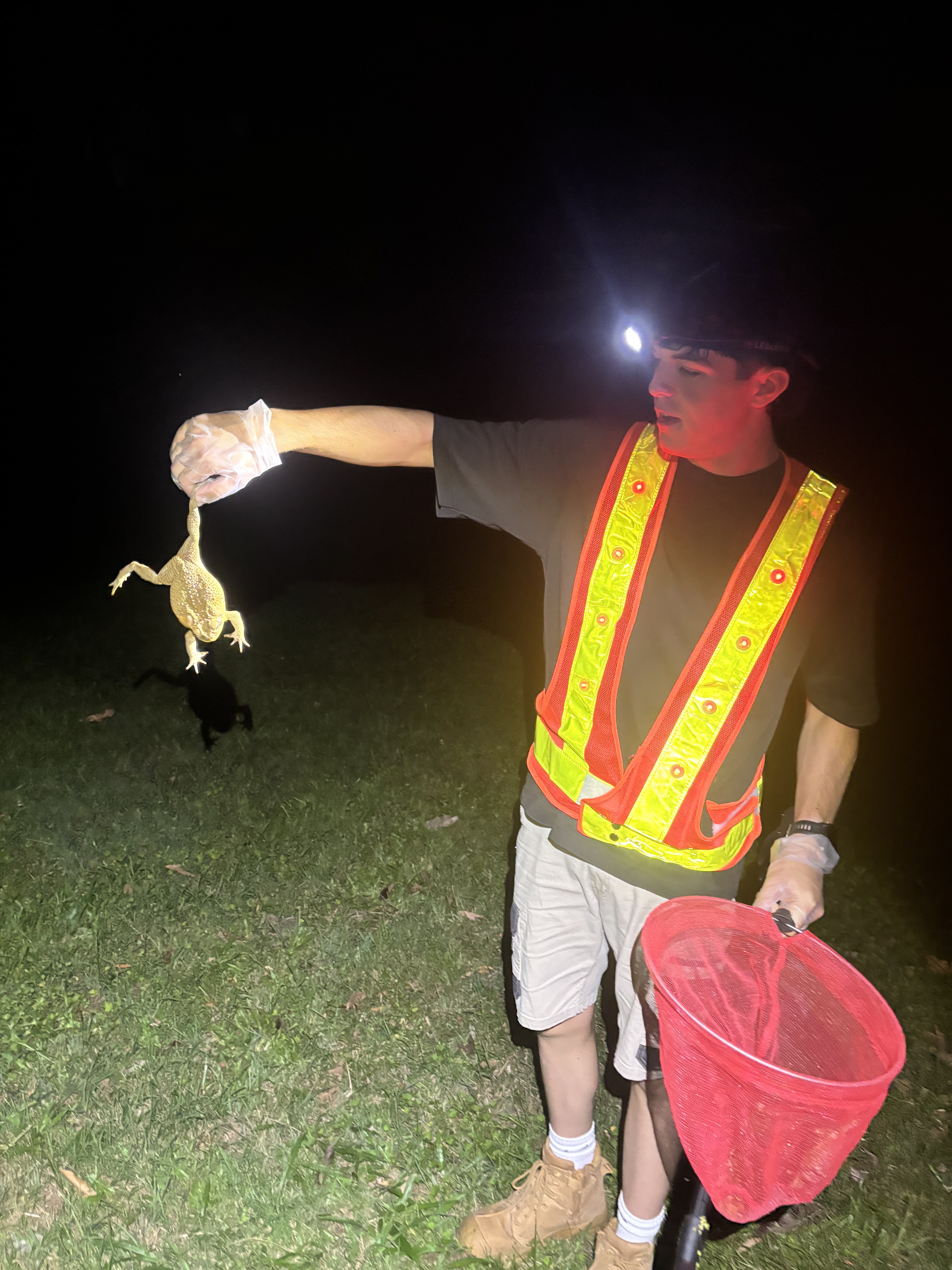 Cane Toad Removal