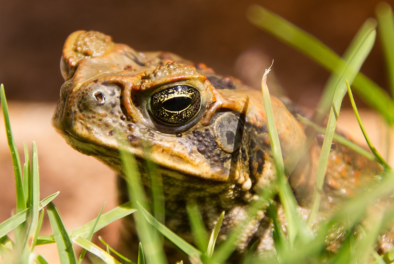 Are Cane Toads Dangerous to Cats?