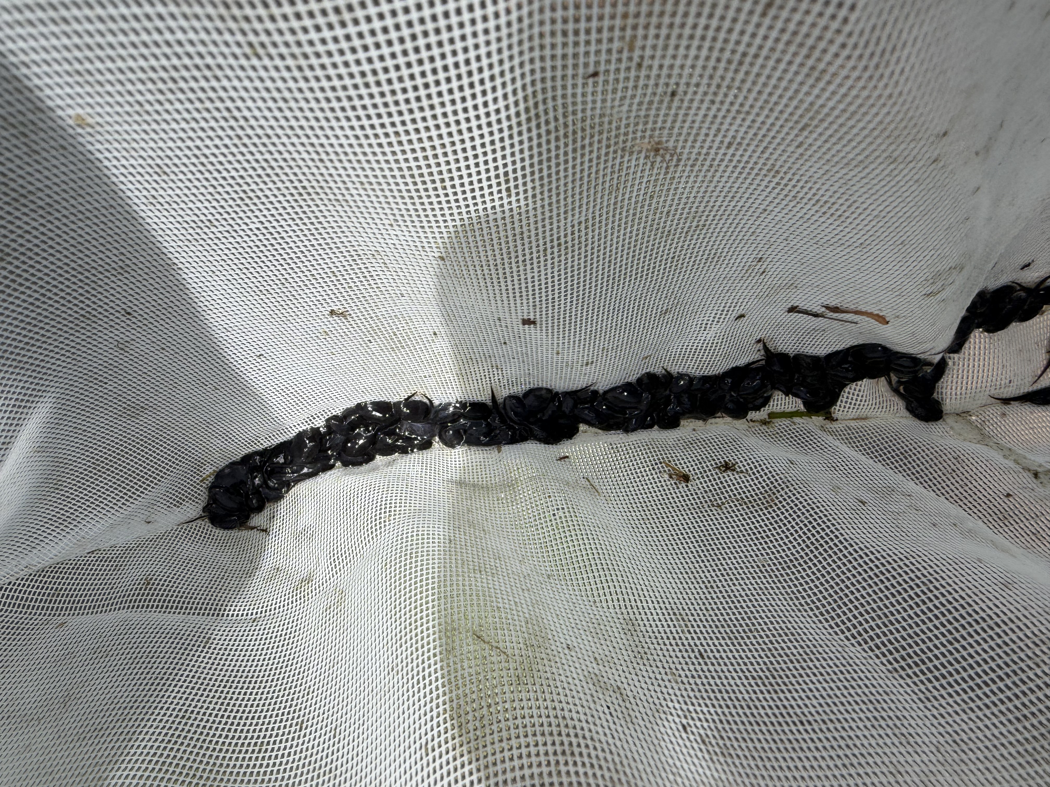 Breaking the Breeding Cycle — How to Stop Cane Toads Before They Become Adults