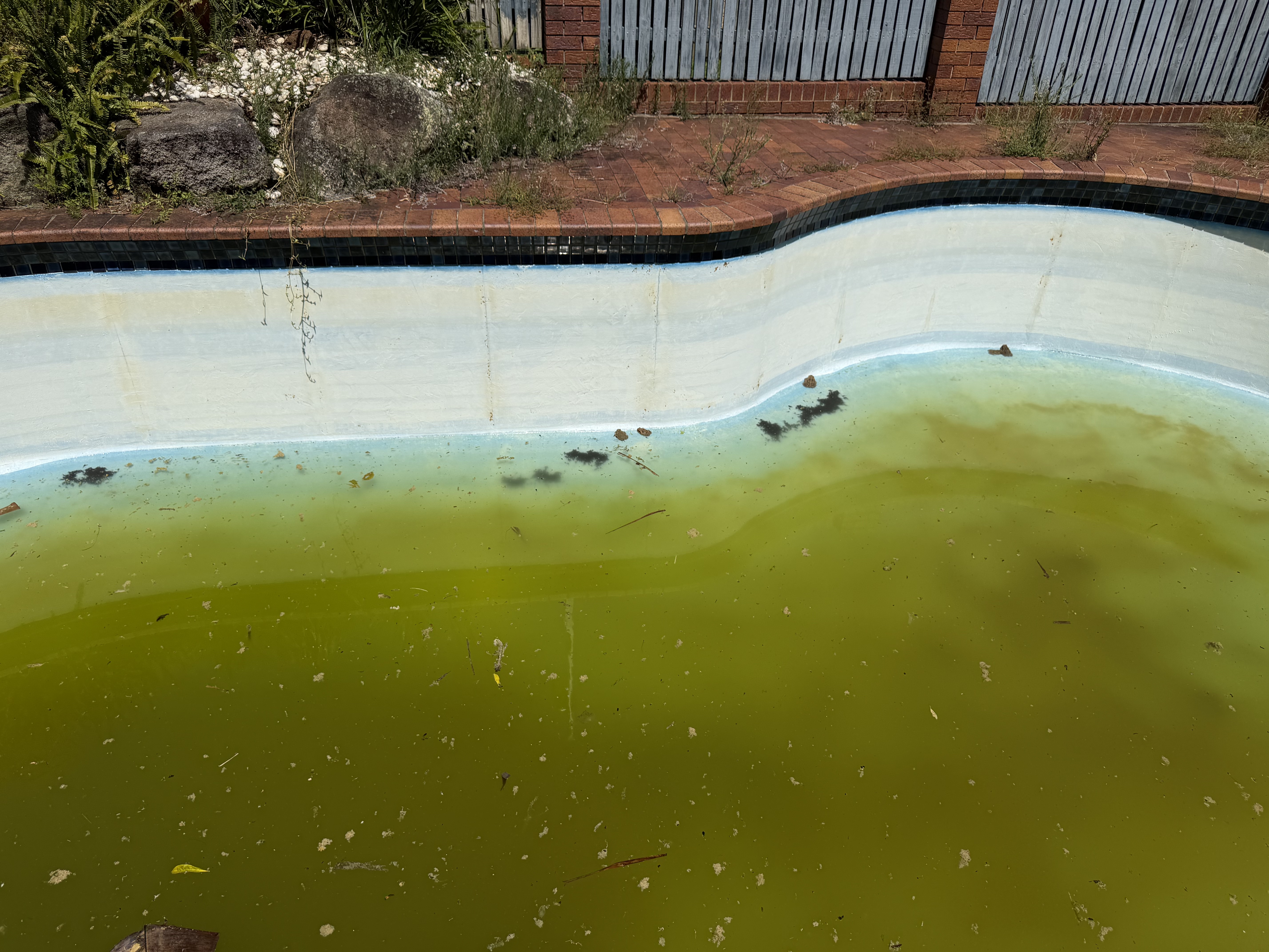A neglected backyard pool with bright green algae-filled water and dead toads floating on the surface