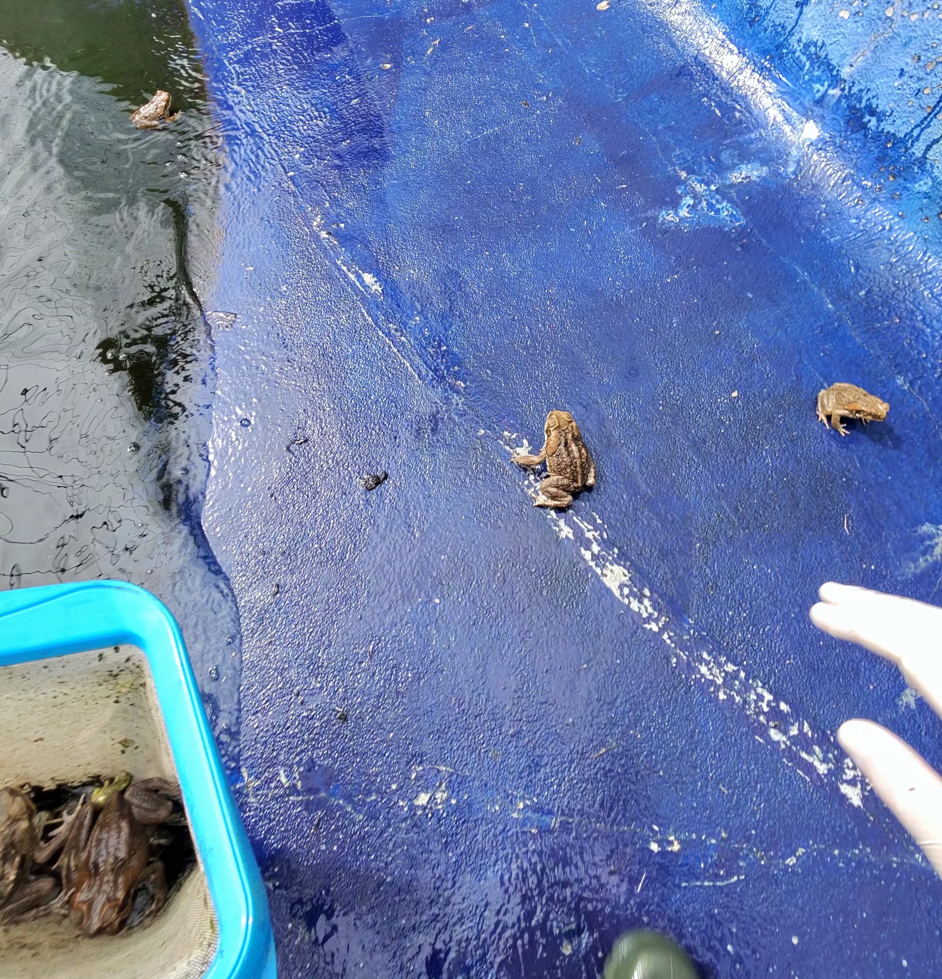 Scooping live cane toads off a backyard pool surface with a long-handled net