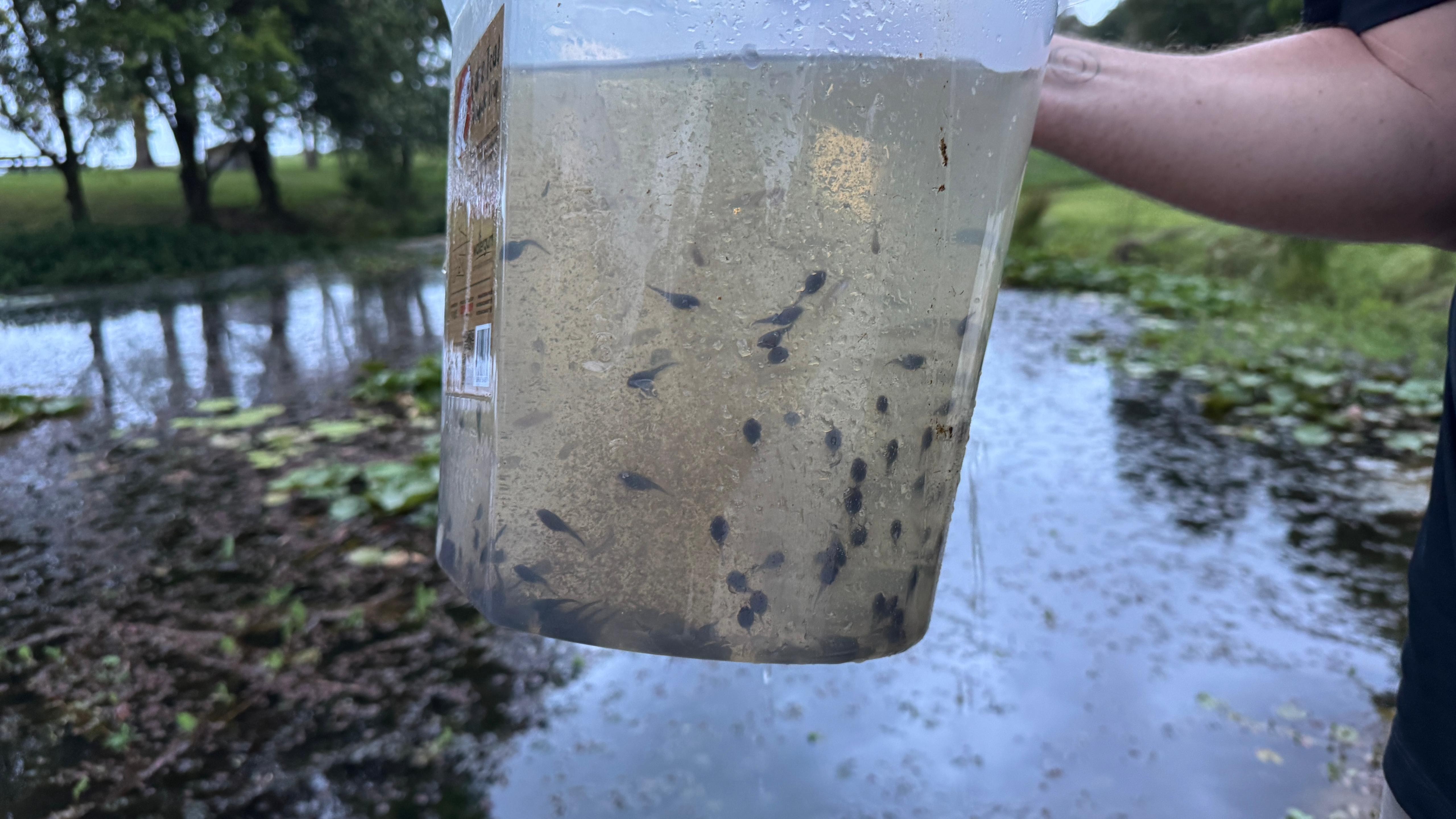 Tadpole Removal