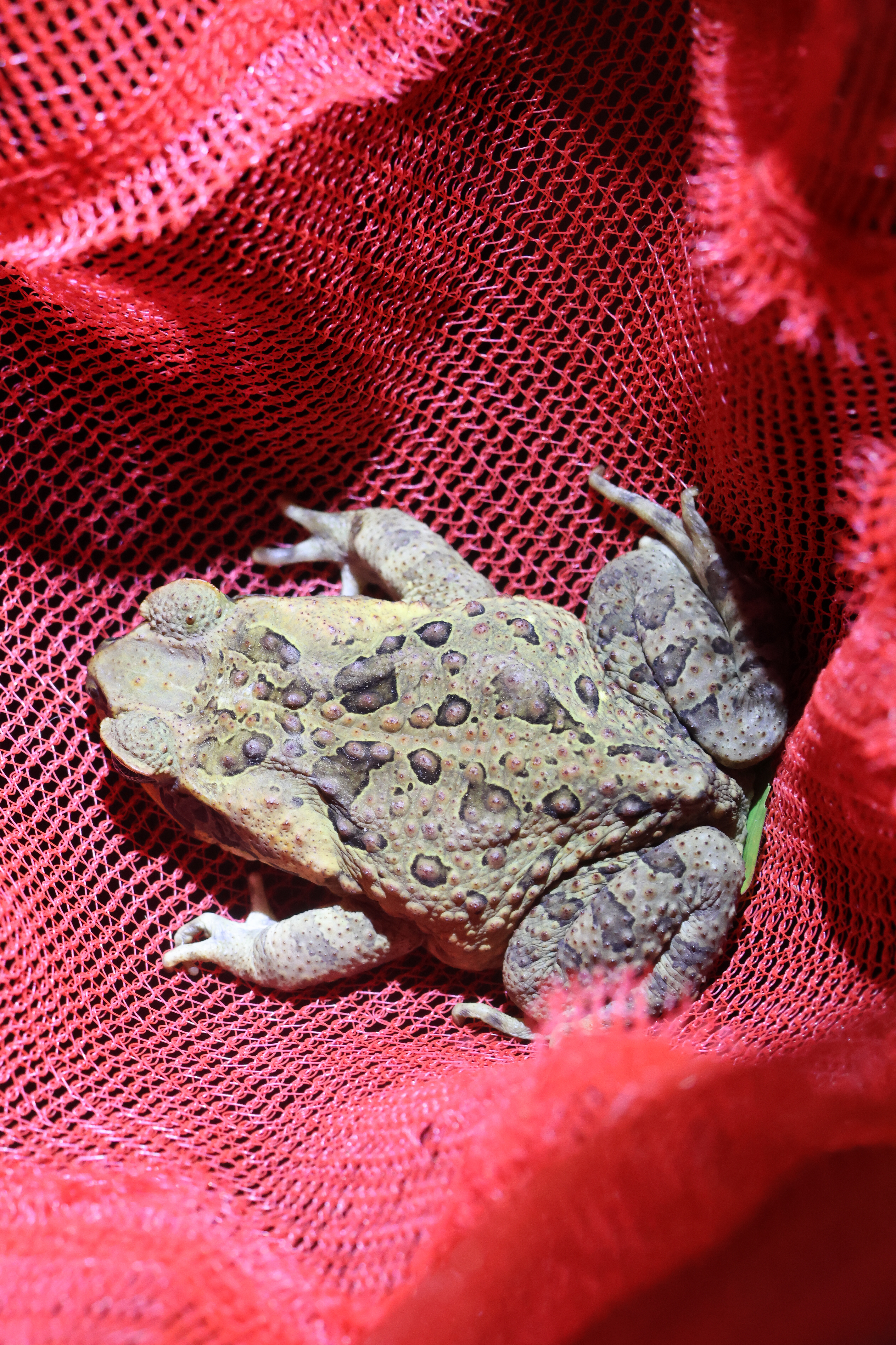 Managing Cane Toads on Acreage — What Actually Works at Scale