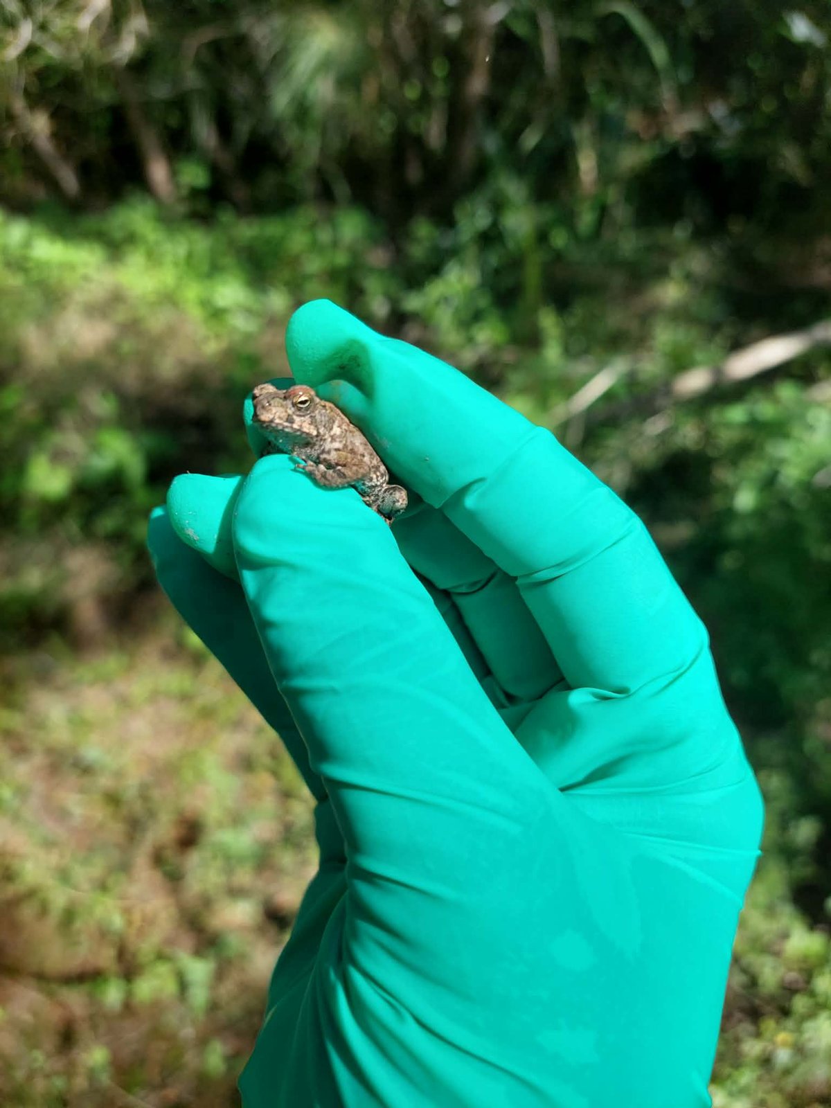 Thousands of Baby Toads Near Your Pond? Here's What's Happening