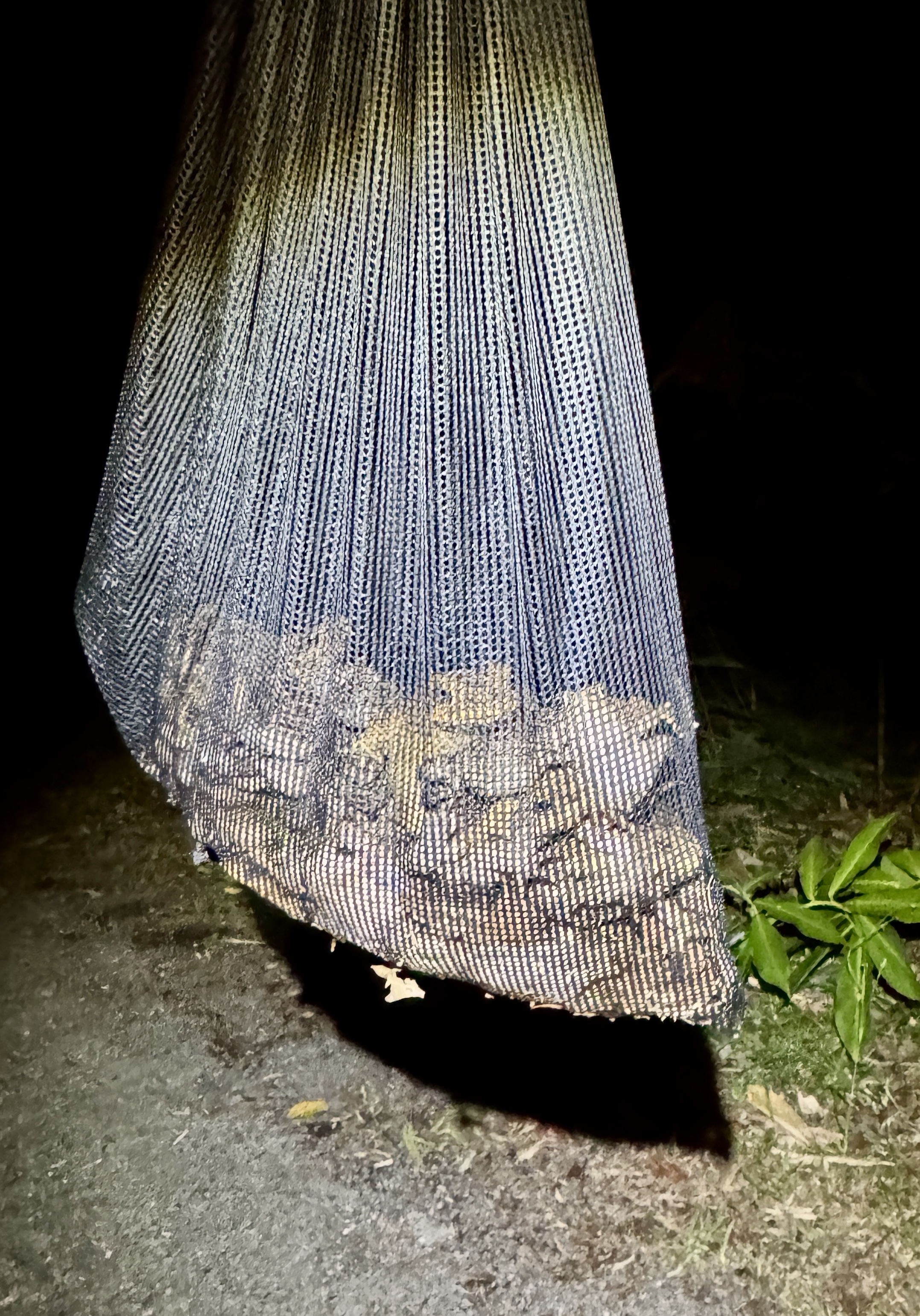 Cane Toad Season in Queensland — When Is It and What Should You Expect?