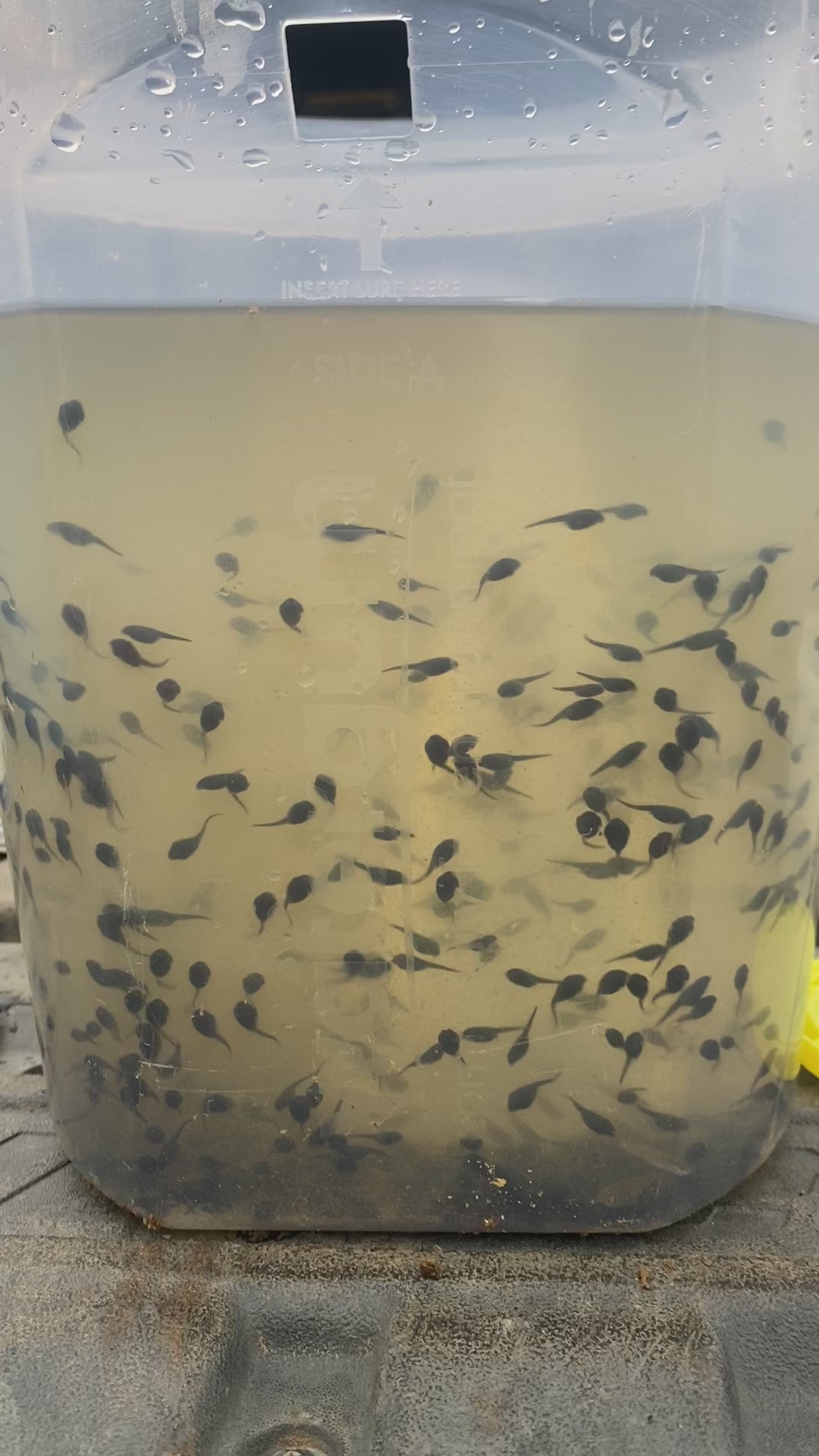 Trap with tadpoles